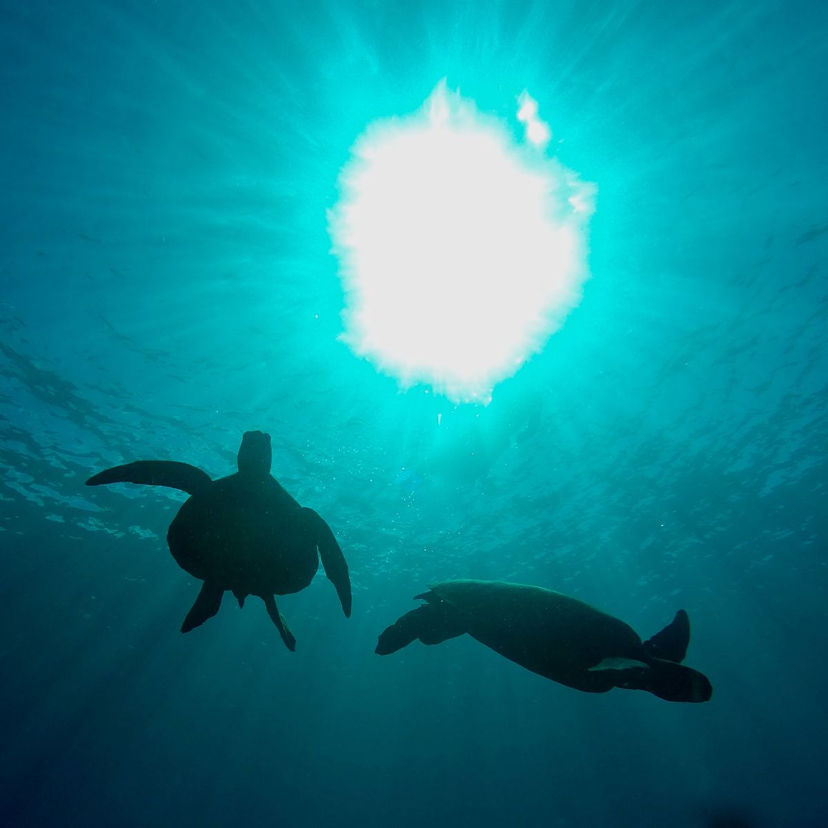 Two sea turtles silhouetted against sunlight from below the surface