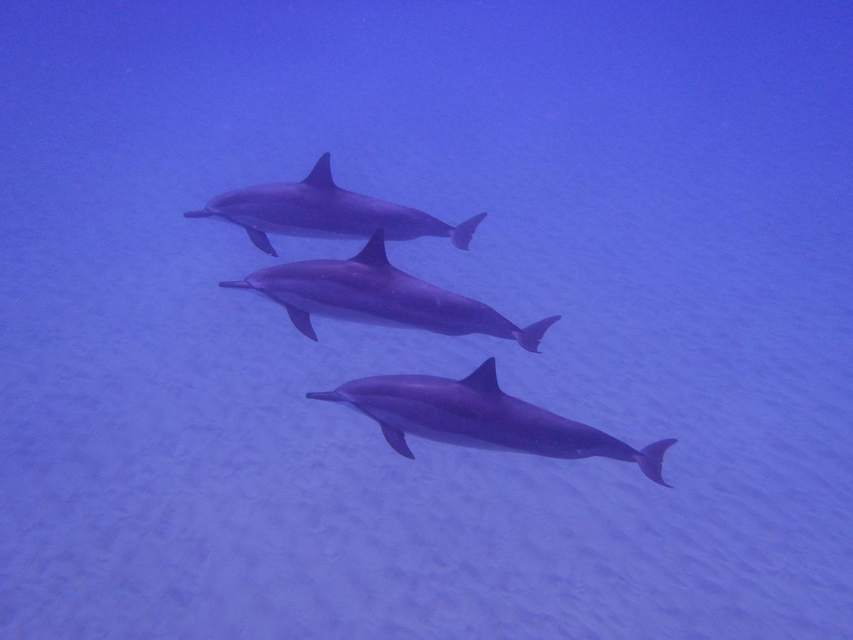 Three spinner dolphins swimming underwater